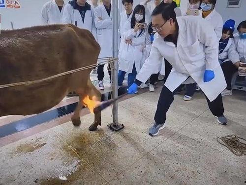 黑料吃瓜网apk普通安装 