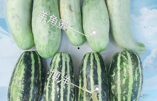 网红吃播模拟器 