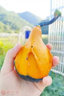 怎么可以吃兔兔 
